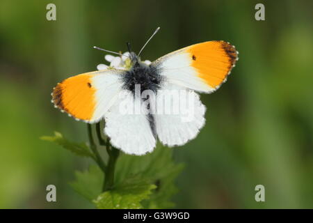 Papillon Orange tip (Anthocharis cardamines) au repos dans un champ de l'habitat du bocage, Lancashire England UK - mai Banque D'Images