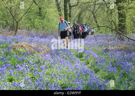 Les gens marcher à travers un bois bluebell anglais sur le Hardwick Estate, Derbyshire dans le cadre du festival de randonnées de Chesterfield, Royaume-Uni Banque D'Images