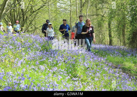 Les gens sur une promenade guidée à travers un bois bluebell anglais sur le National Trust's Hardwick Estate dans le Derbyshire, Angleterre, RU Banque D'Images