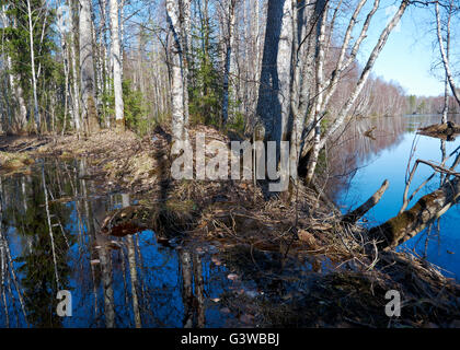 Paysage russe.les crues de printemps sur la rivière de la région d'Arkhangelsk Banque D'Images