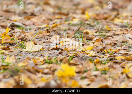 L'automne et de l'automne Saison apporte aussi colorée jaune, orange et feuilles rouges Banque D'Images