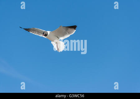 Mouettes et goélands volant ou à Galveston, Texas Banque D'Images