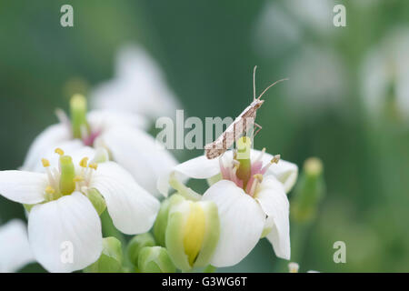 Teigne des crucifères ou chou Kale mer papillon sur fleurs - Plutella xylostella Banque D'Images