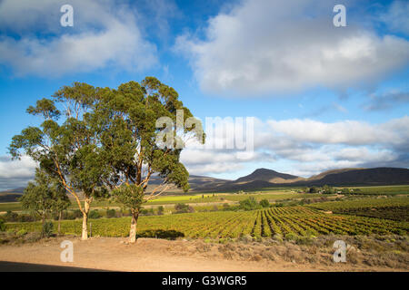 Vue panoramique sur les vignes et une ferme dans la région de Robertson d'Azur Banque D'Images