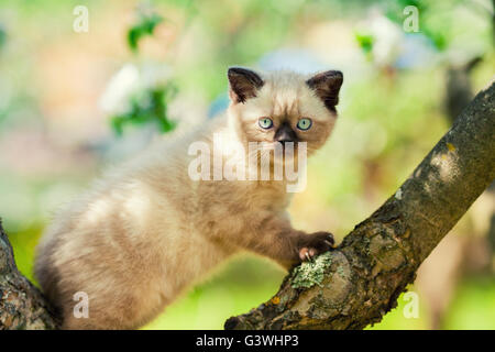 Petit Chaton sur l'arbre dans le jardin Banque D'Images