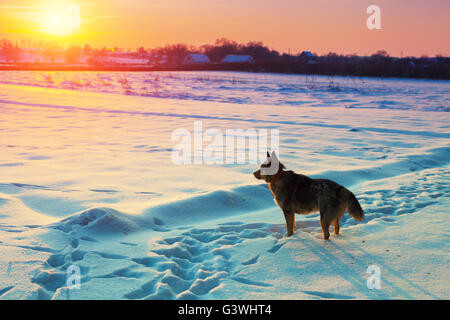 Promenade de chiens dans le champ neigeux en hiver au coucher du soleil Banque D'Images