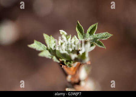 Les nouvelles feuilles sur un hortensia oakleaf. Banque D'Images