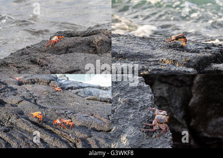 Collection d'images en couleurs de ce crabe Sally Lightfoot (Percnon gibbesi) dans les îles Galapagos Banque D'Images