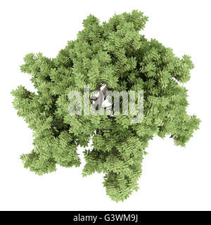 Vue de dessus de l'arbre d'érable sycomore isolé sur fond blanc Banque D'Images