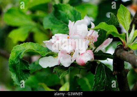 Un close up image de fleur de cerisier. Banque D'Images