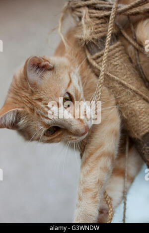 Le gingembre jeune chat jouant sur l'arbre à chat Banque D'Images