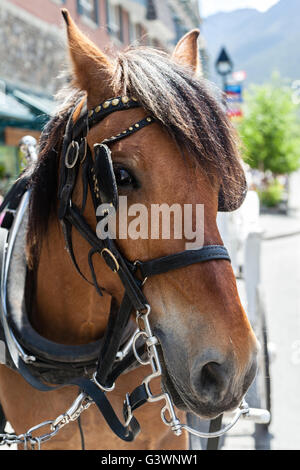 Libre de la tête d'un cheval sur le mors. Orientation verticale. Banque D'Images