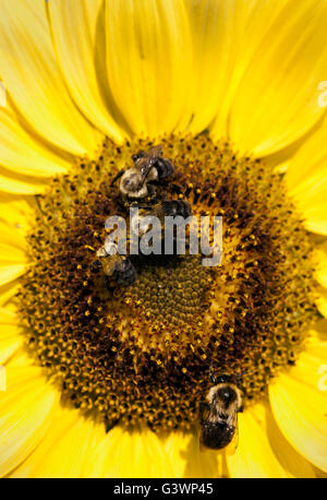 Bee et le tournesol. Banque D'Images