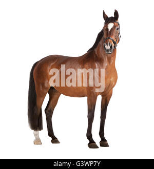 Un cheval brun en studio sur un fond blanc, isolé Banque D'Images