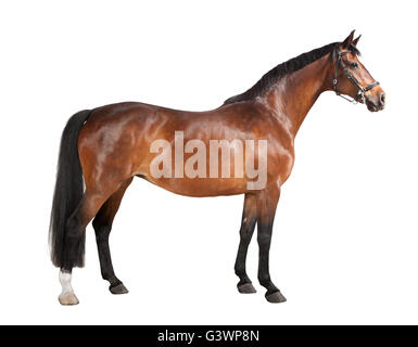 Un cheval brun en studio sur un fond blanc, isolé Banque D'Images