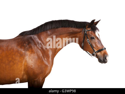 Un cheval brun en studio sur un fond blanc, isolé Banque D'Images