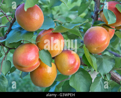 Abricots 'Robada' variété à échéance du Prunus armeniaca 'branche'. Banque D'Images