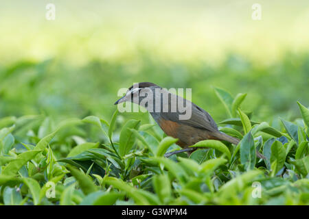 Le Kerala est une espèce d'laughingthrush laughingthrush endémique dans les collines des Ghâts occidentaux dans le sud de l'Inde. Banque D'Images