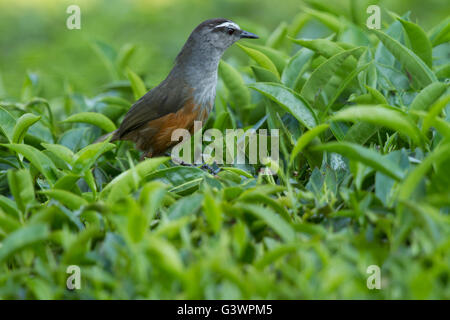 Le Kerala est une espèce d'laughingthrush laughingthrush endémique dans les collines des Ghâts occidentaux dans le sud de l'Inde. Banque D'Images