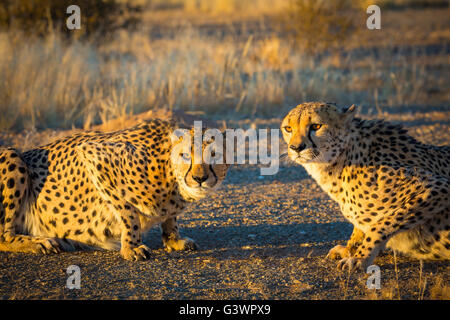 Le Guépard (Acinonyx jubatus) est un gros chat qui se produit principalement en Afrique orientale et australe. Banque D'Images