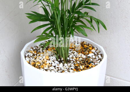 Plante de maison Neanthe bella ou également connu sous le nom de palmier Parlour en perlite et vermiculite mix Banque D'Images