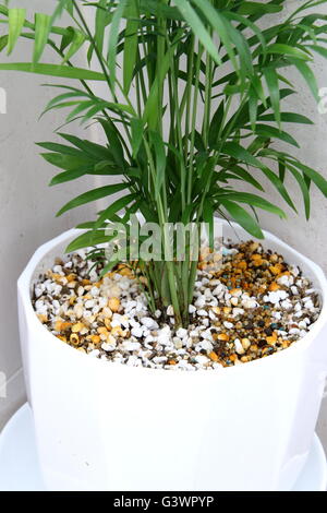 Plante de maison Neanthe bella ou également connu sous le nom de palmier Parlour en perlite et vermiculite mix Banque D'Images