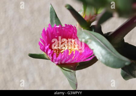 Close up de Carpobrotus glaucescens ou également connu sous le nom de fiction ou fiction angulaire Banque D'Images