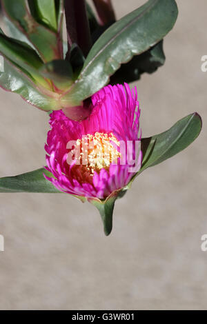 Close up de Carpobrotus glaucescens ou également connu sous le nom de fiction ou fiction angulaire Banque D'Images