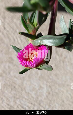 Close up de Carpobrotus glaucescens ou également connu sous le nom de fiction ou fiction angulaire Banque D'Images