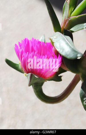 Close up de Carpobrotus glaucescens ou également connu sous le nom de fiction ou fiction angulaire Banque D'Images