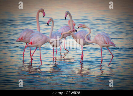 Les flamants roses sont un type d'échassier dans le genre Phoenicopterus, le seul genre de la famille Phoenicopteridae. Banque D'Images