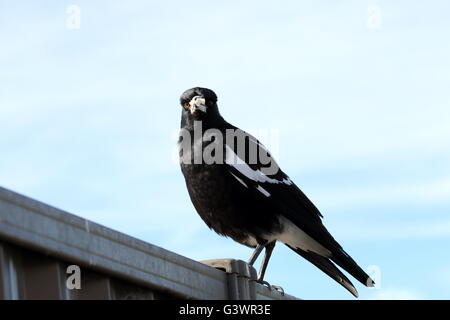 Tibicen Cracticus ou également connu sous le nom de Australian magpie oiseau sur colorbond fence Banque D'Images