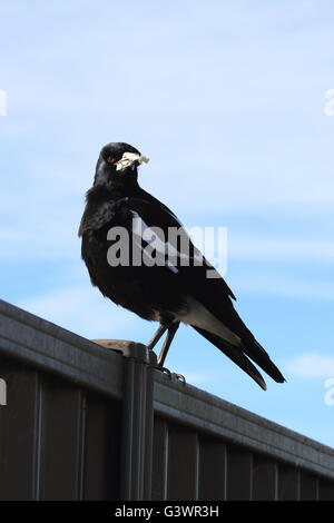 Tibicen Cracticus ou également connu sous le nom de Australian magpie oiseau sur colorbond fence Banque D'Images