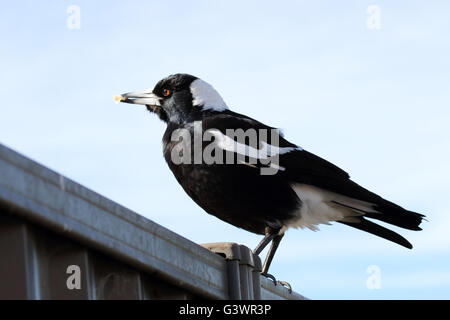 Tibicen Cracticus ou également connu sous le nom de Australian magpie oiseau sur colorbond fence Banque D'Images