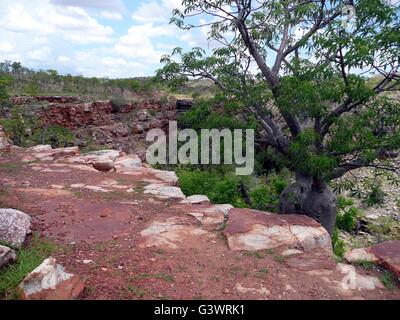 Arbre bouteille dans l'Outback Banque D'Images