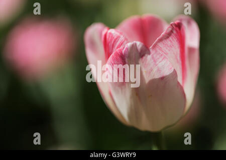 Château de Pralormo, tulip florissante en avril pour l'événement "esser Tulipano',Piémont,Italie,Europe Banque D'Images