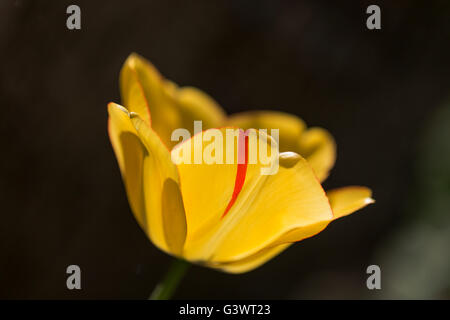 Château de Pralormo, tulip florissante en avril pour l'événement "esser Tulipano',Piémont,Italie,Europe Banque D'Images