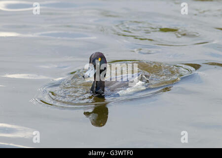 Fuligule morillon Aythya fuligula homme à venir après la plongée en partie submergé Banque D'Images