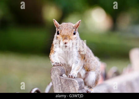 L'Écureuil gris (Sciurus carolinensis) St James Park, Londres, Angleterre, Royaume-Uni Banque D'Images