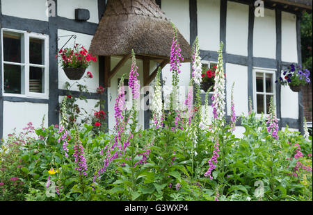 Digitales dans le jardin de devant d'un noir et blanc chaume chalet en bois. En vertu de l'Ashton Hill, Worcestershire, Royaume-Uni Banque D'Images