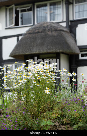 Marguerites Oxeye en face d'un cadre en bois noir et blanc cottage. En vertu de l'Ashton Hill, Wychavon District, Worcestershire, Royaume-Uni Banque D'Images