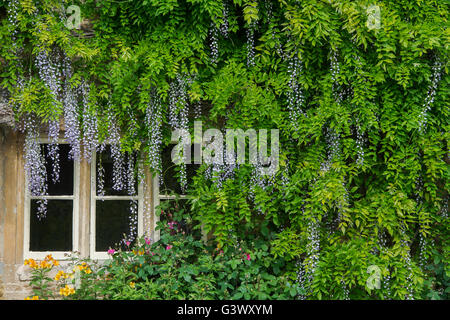 Wisteria sur un chalet dans le village de Eastleach Turville, Cotswolds, Gloucestershire, Angleterre Banque D'Images