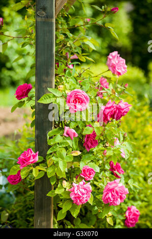 Rosa Zéphirine Drouhin grandir un arch support Banque D'Images