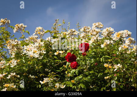 Rose rouge Danse de feu apparaît au milieu d'une masse de fleurs blanc crème ou Rosa jour de Mariage Banque D'Images