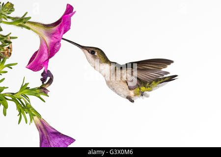 Une femelle colibri à gorge rubis planant à une fleur. Banque D'Images