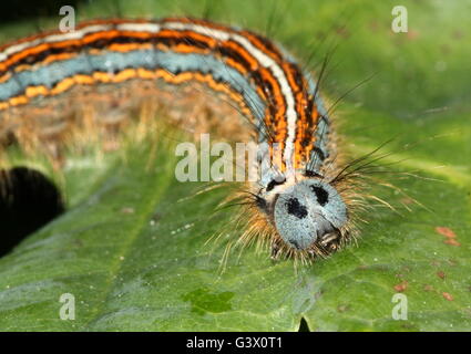 L'Europe de l'Ouest Espèce laquais colorés (Malacosoma neustrie) Banque D'Images