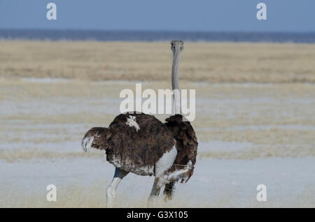 Autruche mâle marche dans le bush dans le parc d'Etosha, Namibie. Banque D'Images