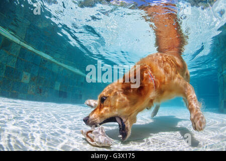 Labrador, chiot golden retriever ludique en piscine s'amuse - chien de sauter et plonger sous l'eau pour récupérer shell. Banque D'Images