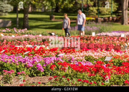 Vous pourrez voir la fleur jardin d'essai à la Colorado State University, 25 juillet 2015 à Fort Collins, Colorado. Le jardin est d'évaluer la performance de différents cultivars de plantes annuelles dans le cadre du Rocky Mountain unique des conditions environnementales. Banque D'Images