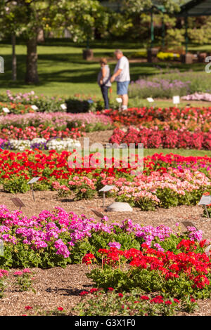 Vous pourrez voir la fleur jardin d'essai à la Colorado State University, 25 juillet 2015 à Fort Collins, Colorado. Le jardin est d'évaluer la performance de différents cultivars de plantes annuelles dans le cadre du Rocky Mountain unique des conditions environnementales. Banque D'Images